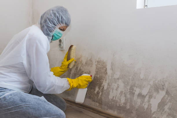 Best Attic Mold Remediation in Alamosa, CO