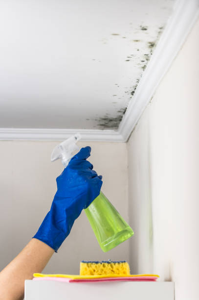 Best Emergency Mold Remediation in Alamosa, CO